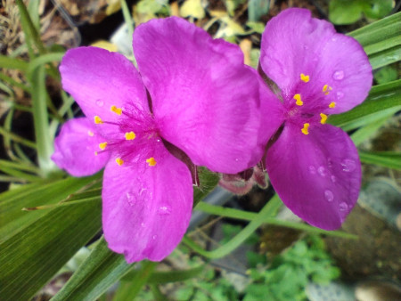 Tradescantia ´LITTLE SPRING BEAUTY´